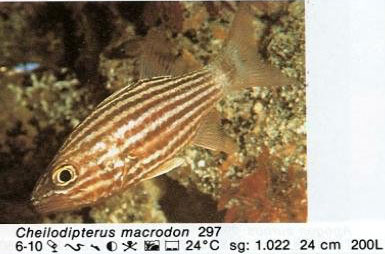 Cheilodipterus macrodon